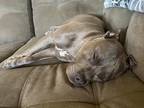 Jax American Pit Bull Terrier Adult Male