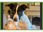 Pete Border Collie Young Male