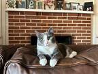 Raksha Domestic Shorthair Young Female