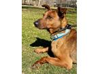 Landon Doberman Pinscher Adult Male