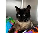 Jack Jack Siamese Adult Male