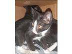 Pippen Domestic Shorthair Kitten Male