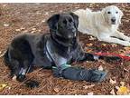 Streeter Flat-Coated Retriever Senior Male