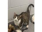 Butterscotch Domestic Shorthair Young Female