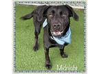 MIDNIGHT Labrador Retriever Adult Female