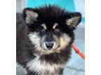 MacK Alaskan Malamute Puppy Male