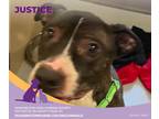 Justice American Pit Bull Terrier Adult Male
