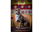 Coal American Pit Bull Terrier Adult Male