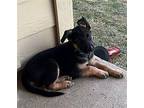 Peter German Shepherd Dog Puppy Male