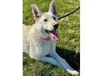 Mae German Shepherd Dog Adult Female