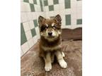 Diesel Alaskan Malamute Puppy Male