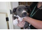 Slate English Bulldog Adult Male
