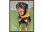 OLLIE Rottweiler Adult Male