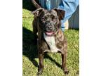 Adele Jack Russell Terrier Adult Female