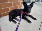 Adopt Rana Andrea a Australian Cattle Dog / Blue Heeler, Border Collie