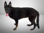 Adopt MAISIE a German Shepherd Dog