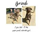 Adopt Brindi a Mixed Breed