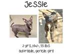 Adopt Jessie a Mixed Breed