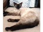 Adopt Simone a Snowshoe