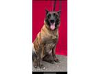 Adopt Chili a Belgian Shepherd / Malinois