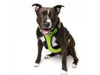 Adopt Zoi a American Staffordshire Terrier