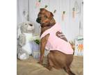 Adopt Karmen a Rottweiler, Pit Bull Terrier
