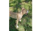 Adopt Peppermint Patty a Husky, Mixed Breed