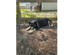 Adopt Marcie a Husky, Mixed Breed
