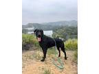 Adopt Daisy a Great Dane, Mixed Breed