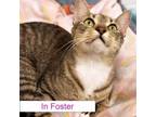 Adopt Lime a Domestic Short Hair