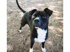Adopt Beazer a Terrier