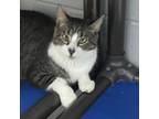 Adopt Waterboy a Domestic Short Hair