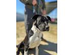 Adopt Angus a Labrador Retriever