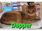 Adopt Dapper a Tabby