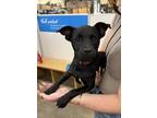 Ada Mixed Breed (Medium) Puppy Female