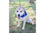 APRIL German Shepherd Dog Young Female