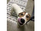 Annie Hound (Unknown Type) Young Female