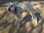 Ronnie Poodle (Miniature) Adult Male