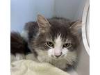 Matty ~ Shop/Barn Cat Indoor/Outdoor Domestic Mediumhair Adult Male
