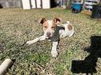 Donner Sims Boswell Labrador Retriever Puppy Female