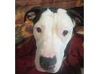 Eve American Bulldog Puppy Female