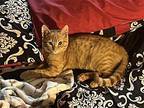 Swisher CN C2024 in MS Domestic Shorthair Kitten Male