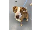 Max - Sponsored! Hound (Unknown Type) Adult Male