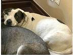 Coral Sue Staffordshire Bull Terrier Young Female