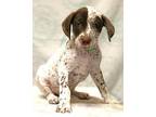 Butters Dalmatian Puppy Male