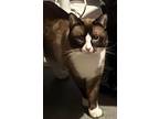 Oreo Siamese Adult Male