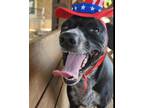 Adopt Frito a Rat Terrier