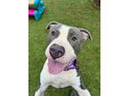 Rico American Pit Bull Terrier Adult Male