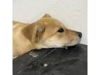 Cici Labrador Retriever Puppy Female