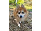 Stormy Pomeranian Senior Male